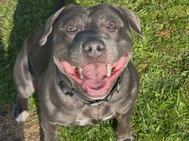 Staffordshire Bull Terrier 1 year 9 months old male medium named Blu for breeding in Essex, England | Petmeetly