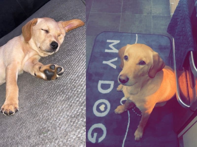 English Labrador Retriever 3 years 2 months old female medium named Willow for breeding in Peterborough, England | Petmeetly