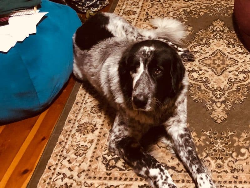 Great Pyrenees 3 years 4 months old male extra large named Hugo for breeding in Baker County, Oregon | Petmeetly