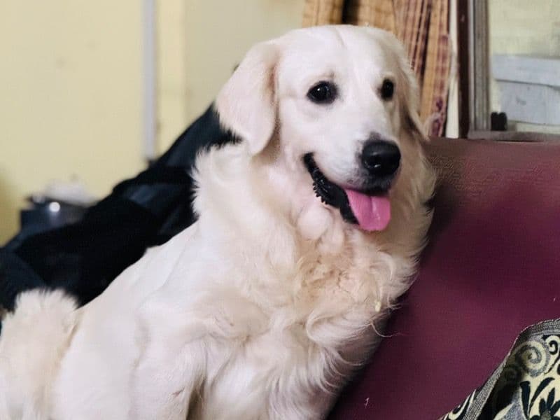 English Golden Retriever 2 years 4 months old male large named Killan for breeding in Chennai, Tamil Nadu | Petmeetly