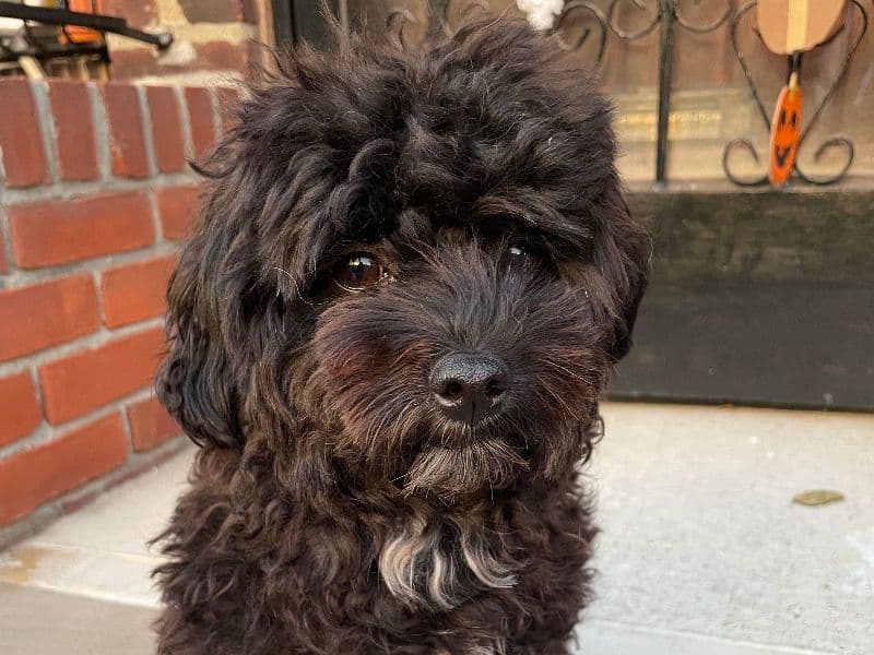 Poodle 3 years 1 month old male small named Jajangmeyon for breeding in Queens County, New York | Petmeetly