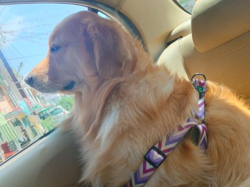 English Golden Retriever 3 years 9 months old male medium named Oreo for breeding in Coimbatore, Tamil Nadu | Petmeetly