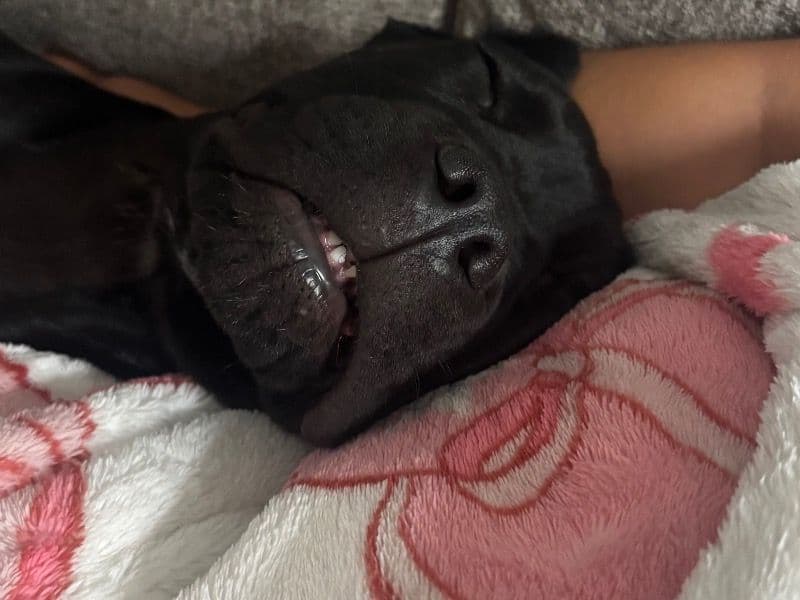 Cane Corso 8 months old female large named Zara for sale in Richland County, South Carolina | Petmeetly