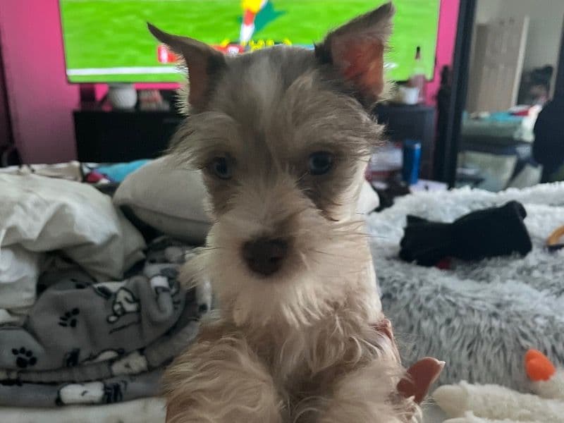Miniature Schnauzer 1 year 6 months old female small named Mia for breeding in Gwinnett County, Georgia | Petmeetly
