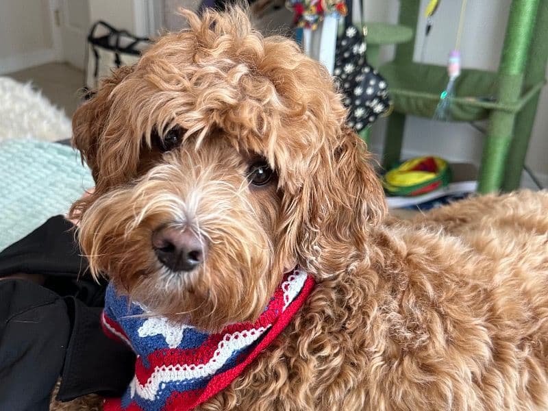 Harlow primary photo