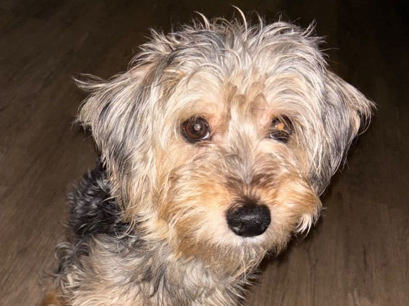 Yorkie Russell 1 year 4 months old male small named Milo for sale in Lackawanna County, Pennsylvania | Petmeetly