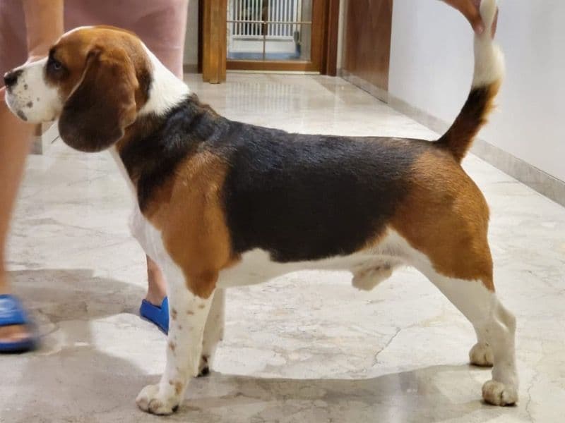 Beagle 6 years 5 months old male medium named Oscar for breeding in पुणे डिव्हिजन, महाराष्ट्र | Petmeetly