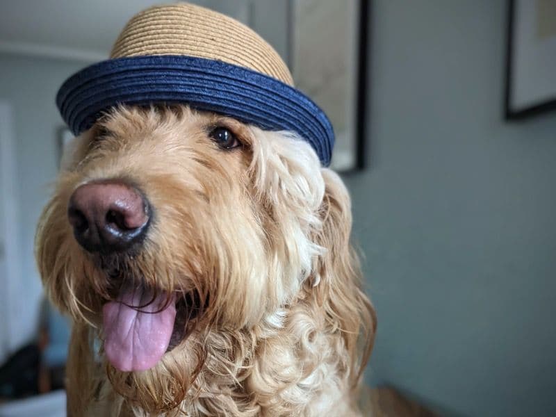 Standard Poodle 5 years 1 month old male large named Chip for breeding in Lucas County, Ohio | Petmeetly