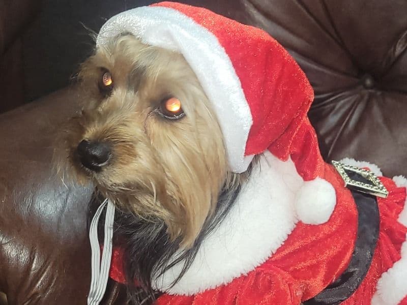 Yorkie Russell 4 years 3 months old female small named Boo for breeding in Riverside County, California | Petmeetly