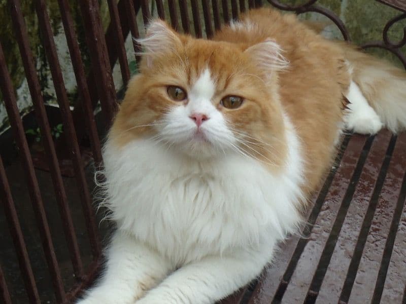 Persian 1 year 2 months old male named Theo for breeding in Chandigarh, Chandigarh | Petmeetly