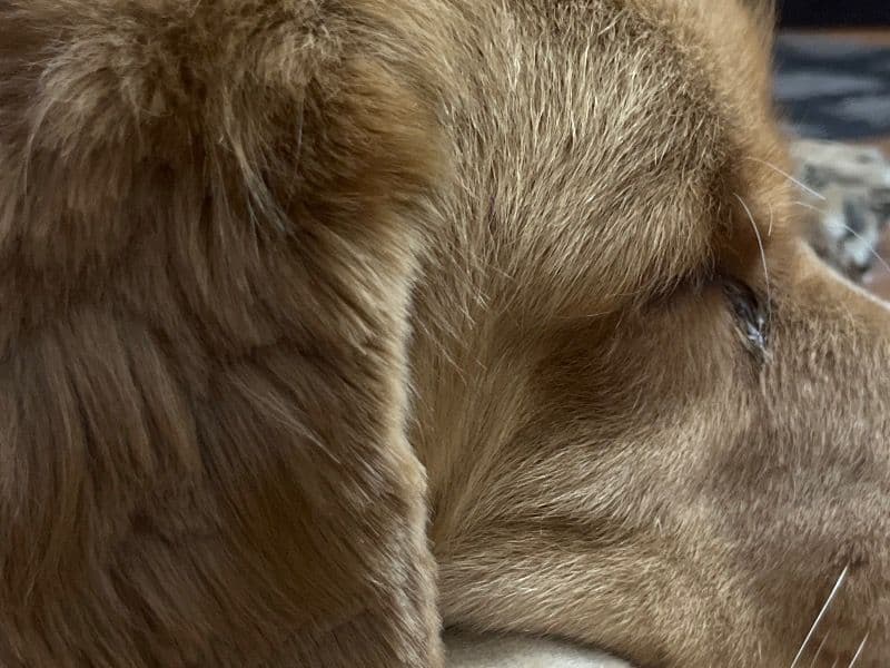 English Golden Retriever 2 years 5 months old male medium named Dollar for breeding in Meerut Division, Uttar Pradesh | Petmeetly