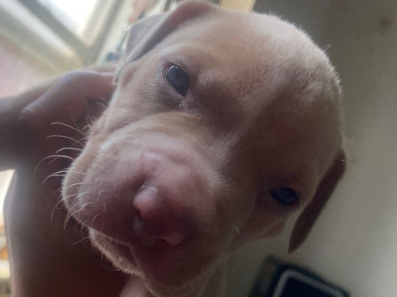 American PitBull Terrier 6 months old male small named Champagne for breeding in Curry County, New Mexico | Petmeetly