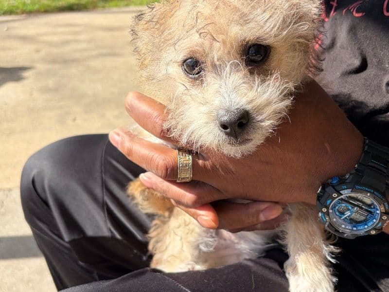 Maltese 2 months old female small named Saige for sale in Calcasieu Parish, Louisiana | Petmeetly