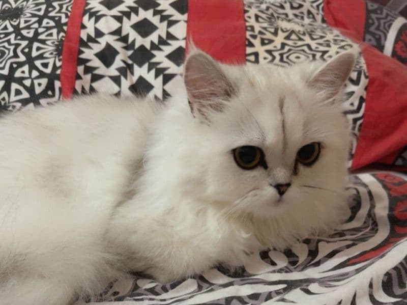 Persian 1 year 6 months old female named Mimi for breeding in Greater Manchester, England | Petmeetly