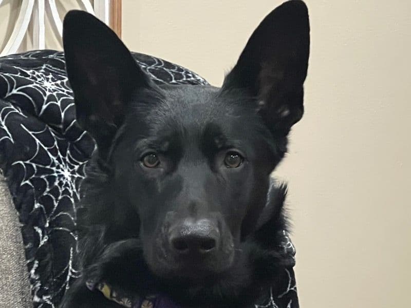 Black German Shepherd 3 years 5 months old female large named Raine for breeding in Kenosha County, Wisconsin | Petmeetly