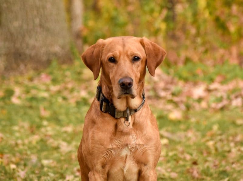 Fox Red Labrador 4 years 9 months old male medium named Charlie for breeding in Wright County, Minnesota | Petmeetly