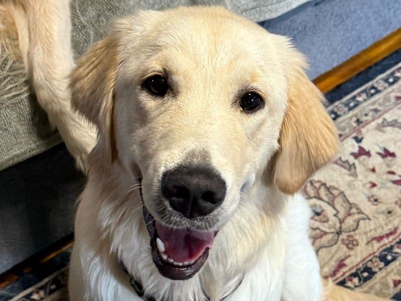 English Golden Retriever 1 year old female medium named Rita for breeding | Petmeetly