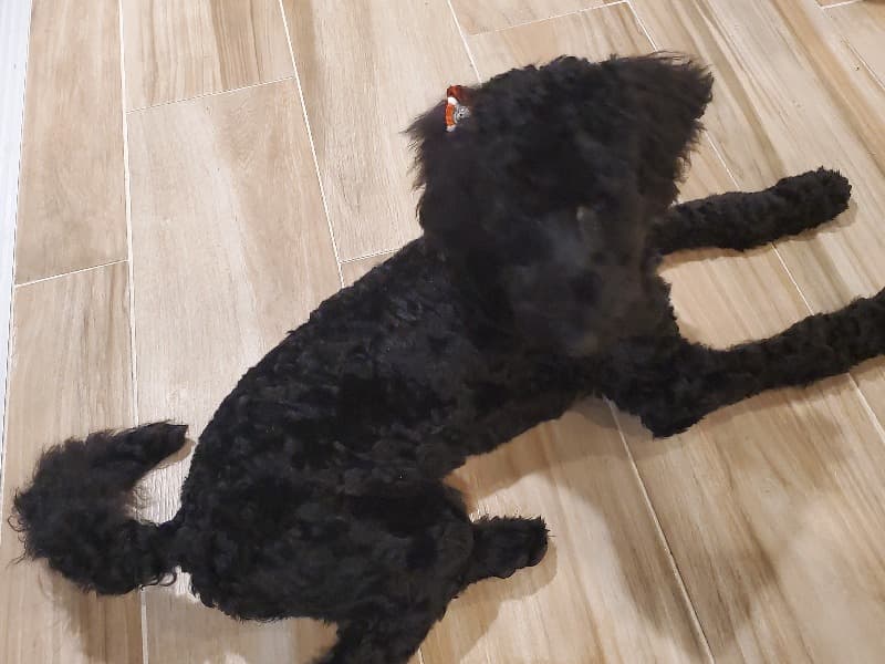 Labradoodle 4 years 8 months old female large named Ashlen for breeding in Charleston County, South Carolina | Petmeetly