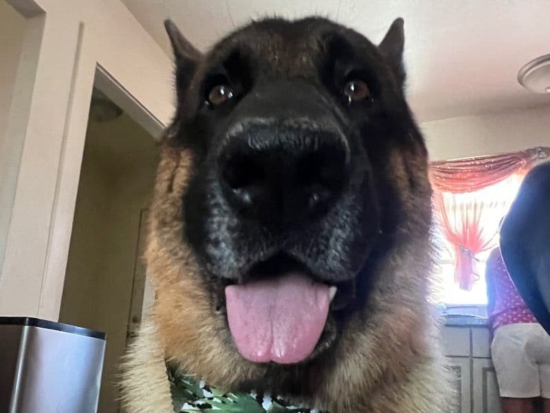 German Shepherd 4 years 7 months old male extra large named Hachi for breeding in Merced County, California | Petmeetly