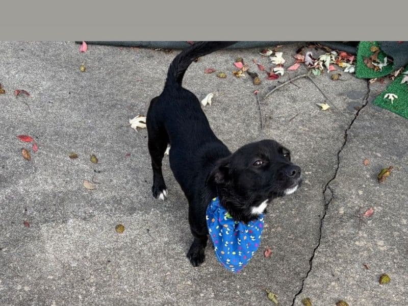 Yorkshire Terrier 1 year 3 months old male medium named Mylo for sale in Camden County, New Jersey | Petmeetly