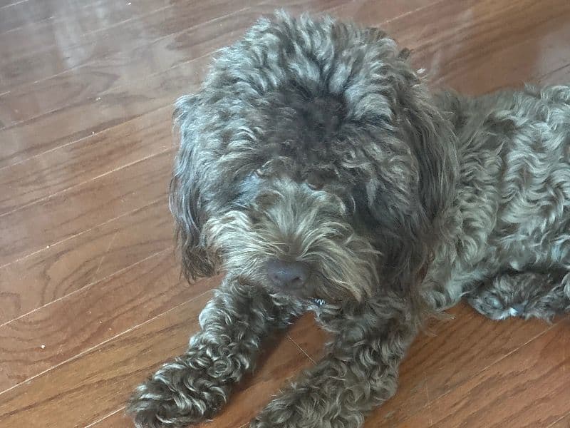 Schnoodle 1 year 5 months old male small named Benny for breeding in Collin County, Texas | Petmeetly