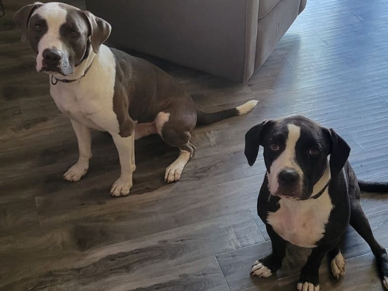 American PitBull Terrier 2 years 2 months old female large named Rex & Lexi for sale in Grand Prairie, Texas | Petmeetly