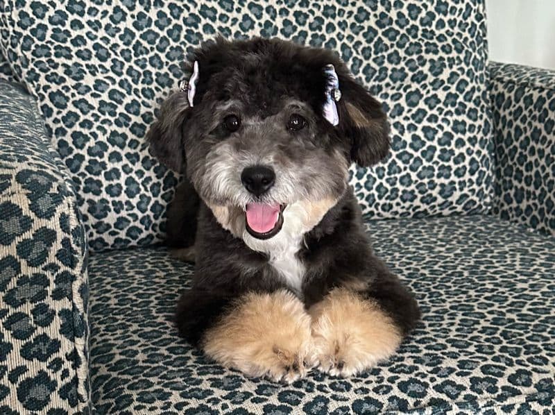 Mini Bernedoodle 5 months old female small named Luna for breeding in Miami-Dade County, Florida | Petmeetly