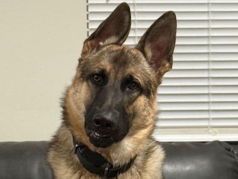 Sable German Shepherd 1 year 4 months old male large named Theodore for breeding in Bucks County, Pennsylvania | Petmeetly