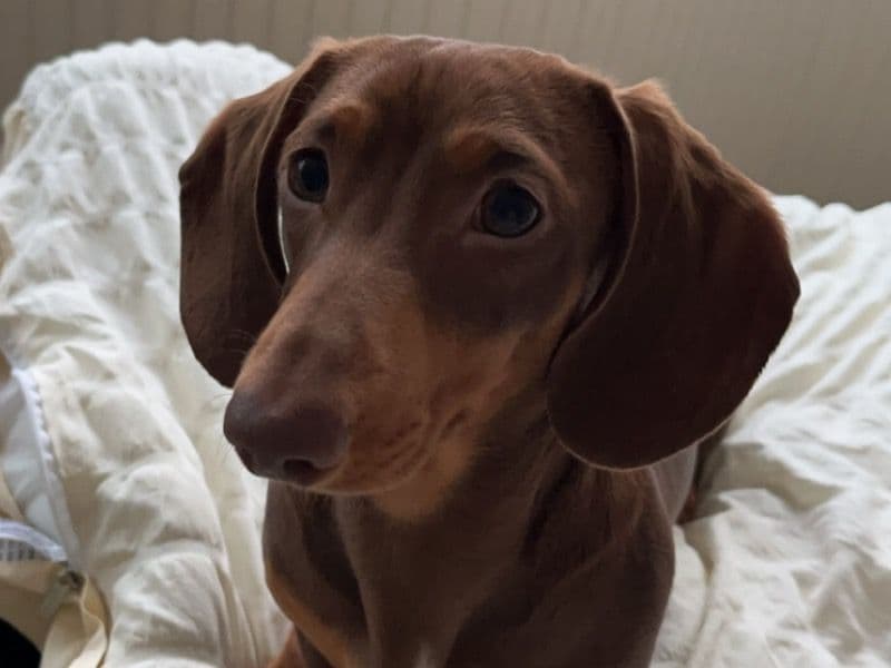 Miniature Dachshund 1 year 7 months old male small named Sonny for breeding in Middlesbrough, England | Petmeetly