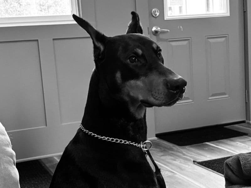 Virgil primary photo