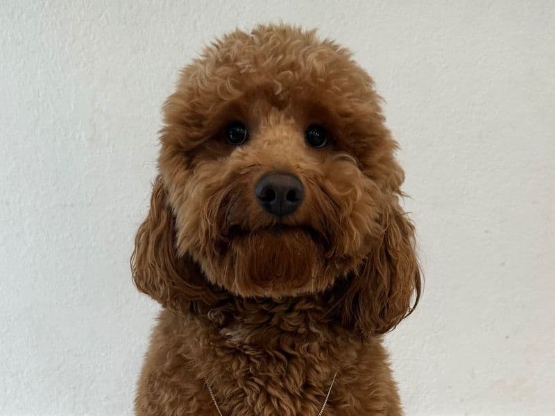 Mini Golden Doodle 2 years 7 months old male small named Archie for breeding in Miami-Dade County, Florida | Petmeetly