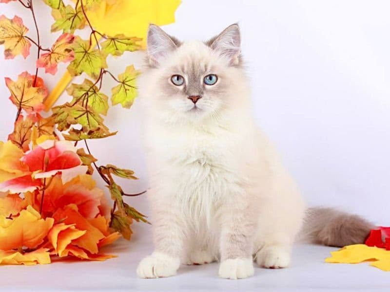 Siberian 7 months old male named Caesar for sale in Нью-Йорк, Нью-Йорк | Petmeetly