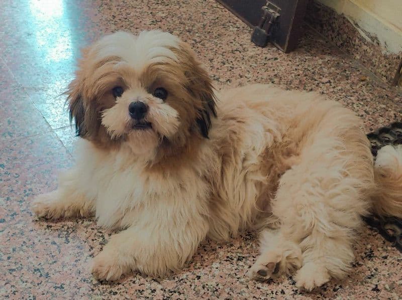 Shih Tzu 4 years 8 months old male medium named Velarian for breeding in Gurgaon Division, Haryana | Petmeetly