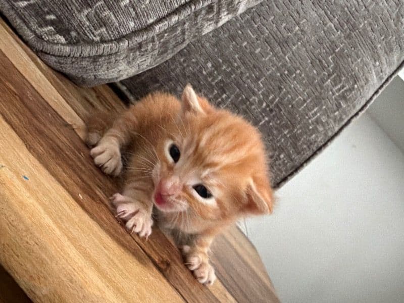Turkish Van 1 month old male named No Name for sale in Greater London, England | Petmeetly