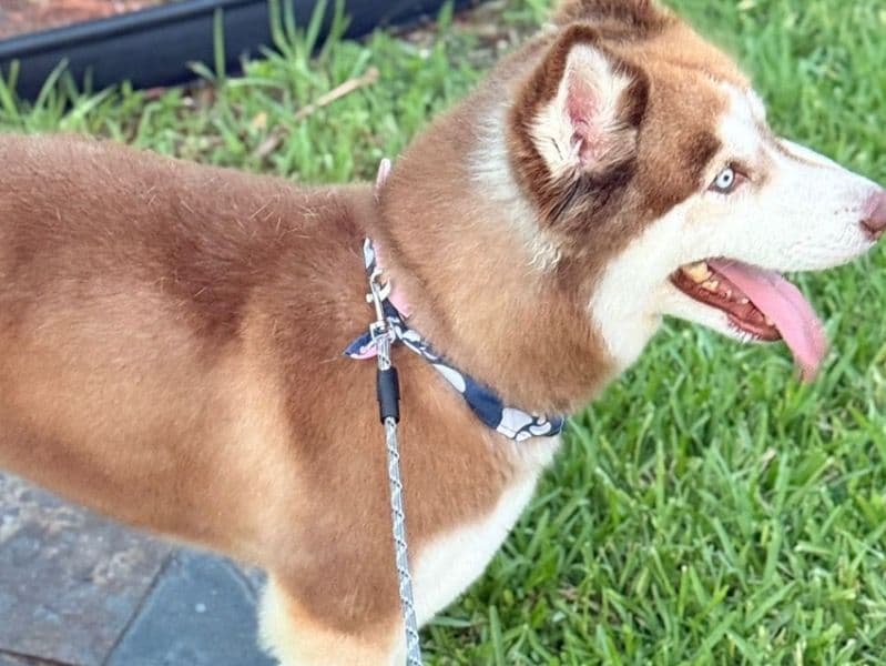 Alaskan Husky 4 years 7 months old female medium named Rose for breeding in Condado de Broward, Florida | Petmeetly