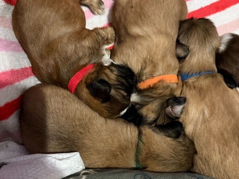 Shih Tzu 1 month old male small named Nugget for adoption in Prince William County, Virginia | Petmeetly