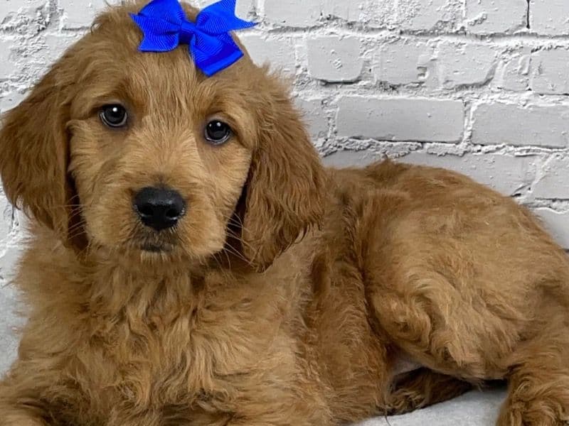 Goldendoodle 3 months old male medium named Rocky for sale in Holmes County, Ohio | Petmeetly