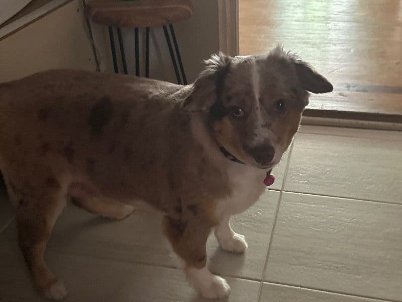 Auggie 2 years 8 months old female small named Clhoe for breeding in Broward County, Florida | Petmeetly