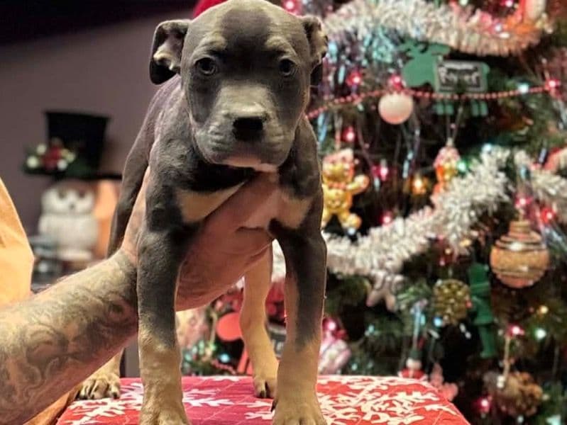 American Bully 2 months old female large named Blueberry for sale in Hancock County, Ohio | Petmeetly