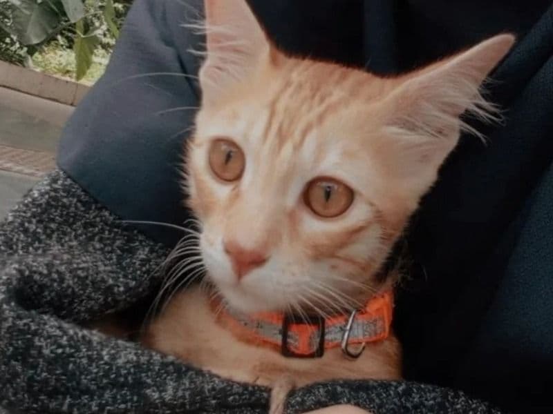 Muffasa primary photo