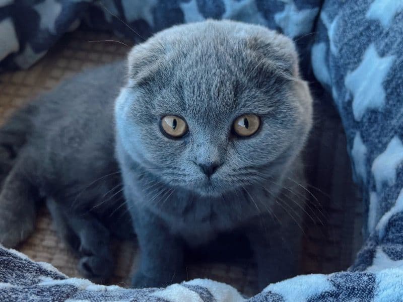 Scottish Fold 8 months old female named Daphne for breeding in Washington County, Oregon | Petmeetly