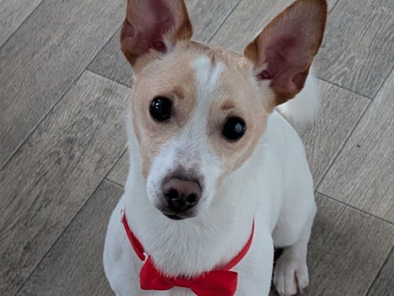 Jack Russell Terrier 1 year 7 months old male medium named Gino for breeding in Glasgow City, Scotland | Petmeetly