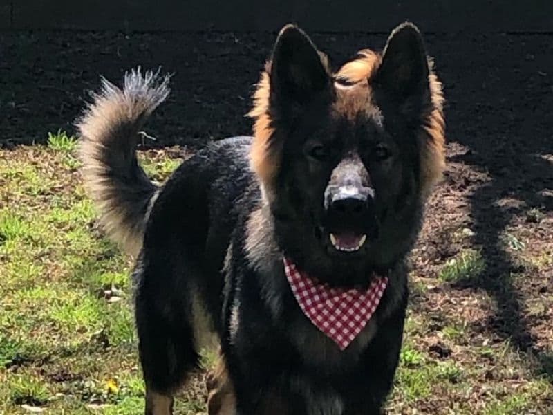 Czech German shepherd 4 years 7 months old male large named Ammo for breeding in Galveston County, Texas | Petmeetly