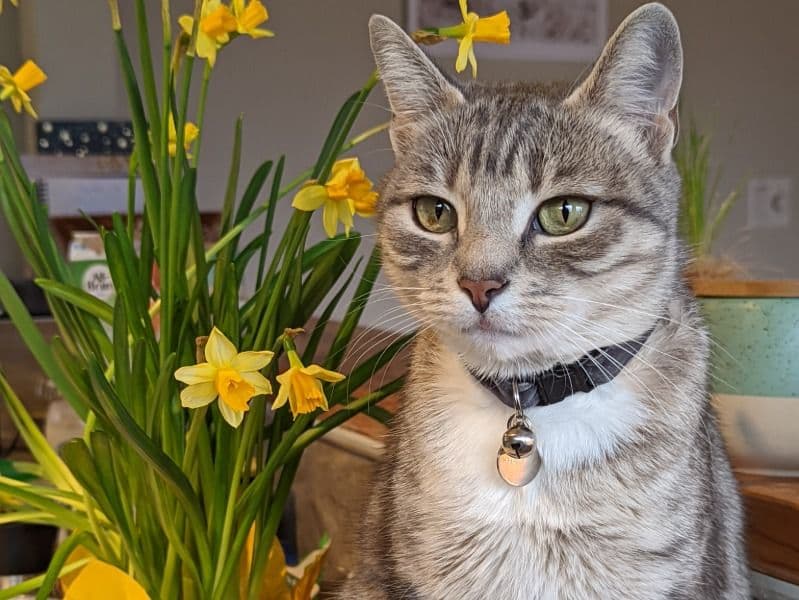 Tabby 7 years 5 months old female named Khali for breeding in Metro Vancouver, British Columbia | Petmeetly