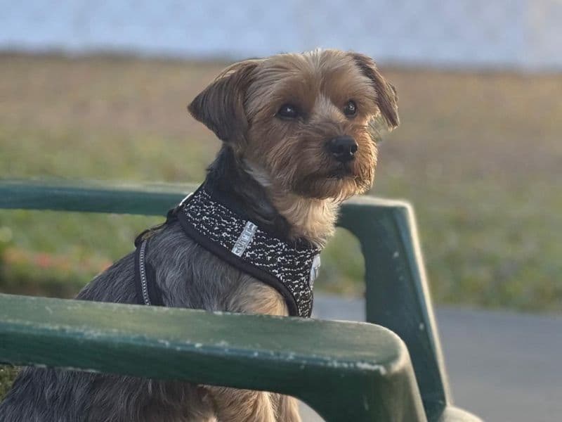 Yorkipoo 3 years old male small named Cole for breeding in Rockdale County, Georgia | Petmeetly