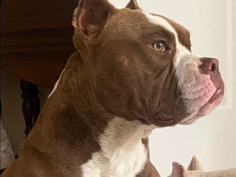 American Pocket Bully 3 months old male large named Coco for sale in Cook County, Illinois | Petmeetly