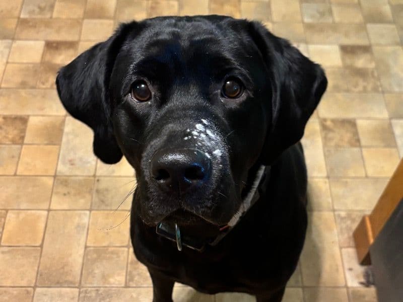 English Labrador Retriever 1 year 11 months old female large named Oxy for breeding in Berks County, Pennsylvania | Petmeetly