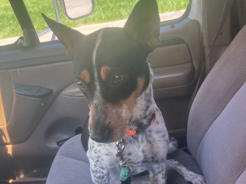 Australian Cattle Dog 1 year 5 months old male medium named Bo for breeding in Walker County, Texas | Petmeetly