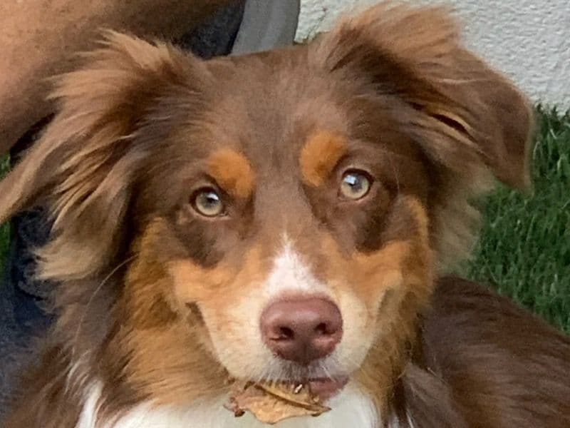 Miniature American Shepherd 6 years old male medium named Diego for breeding in Washoe County, Nevada | Petmeetly