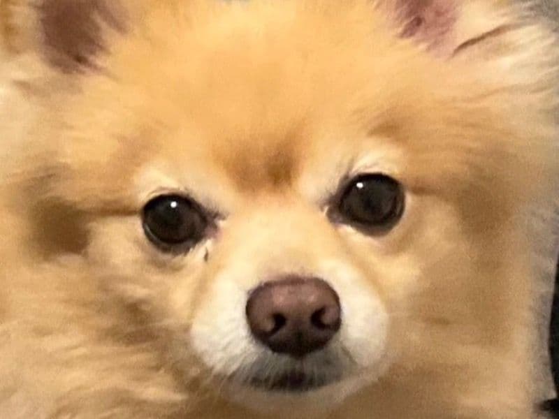 Pomchi 4 years 5 months old male small named Charlie for breeding in Los Angeles County, California | Petmeetly